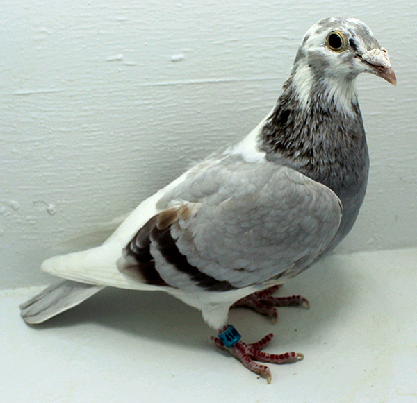 Band: AU 41494 AA 2025